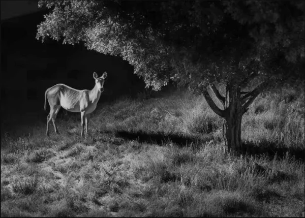 fotopuapka reolink camovue 8mp lte talon series s130 aec55313697340c49bb5cf10bfed132c