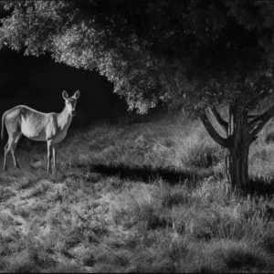 fotopuapka reolink camovue 8mp lte talon series t130 c7813039c674497db0be746e331a3f1e