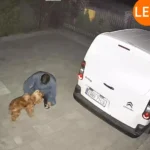 kamera ip orllo z7 pro zewnetrzna obrotowa gsm 4mpx 4dd49736b6414c50ac9b3beac6b7be2f