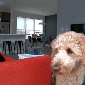 kamera ip reolink e340 wewnetrzna obrotowa 8mpx wifi biaa 4d0d0b7b25894301a9ca14bc9b1a5966