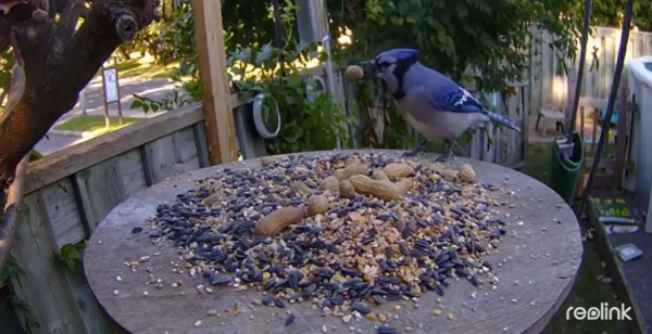 kamera ip reolink go series g330 z panelem solarnym 675a18624cd544f1a1fc6ceb91bc8c51