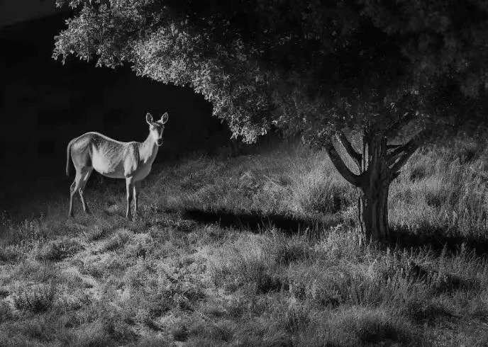 Kamera IP Reolink GO Series G450 plus panel solarny 2