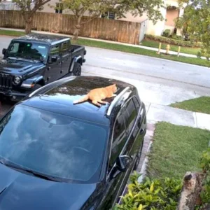 kamera ip reolink lumus e430 4mp wi fi 98ffca478edd47a0a5aa6d5b358671b9