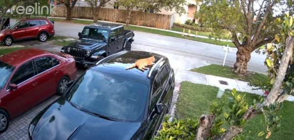 kamera ip reolink lumus e430 4mp wi fi 98ffca478edd47a0a5aa6d5b358671b9