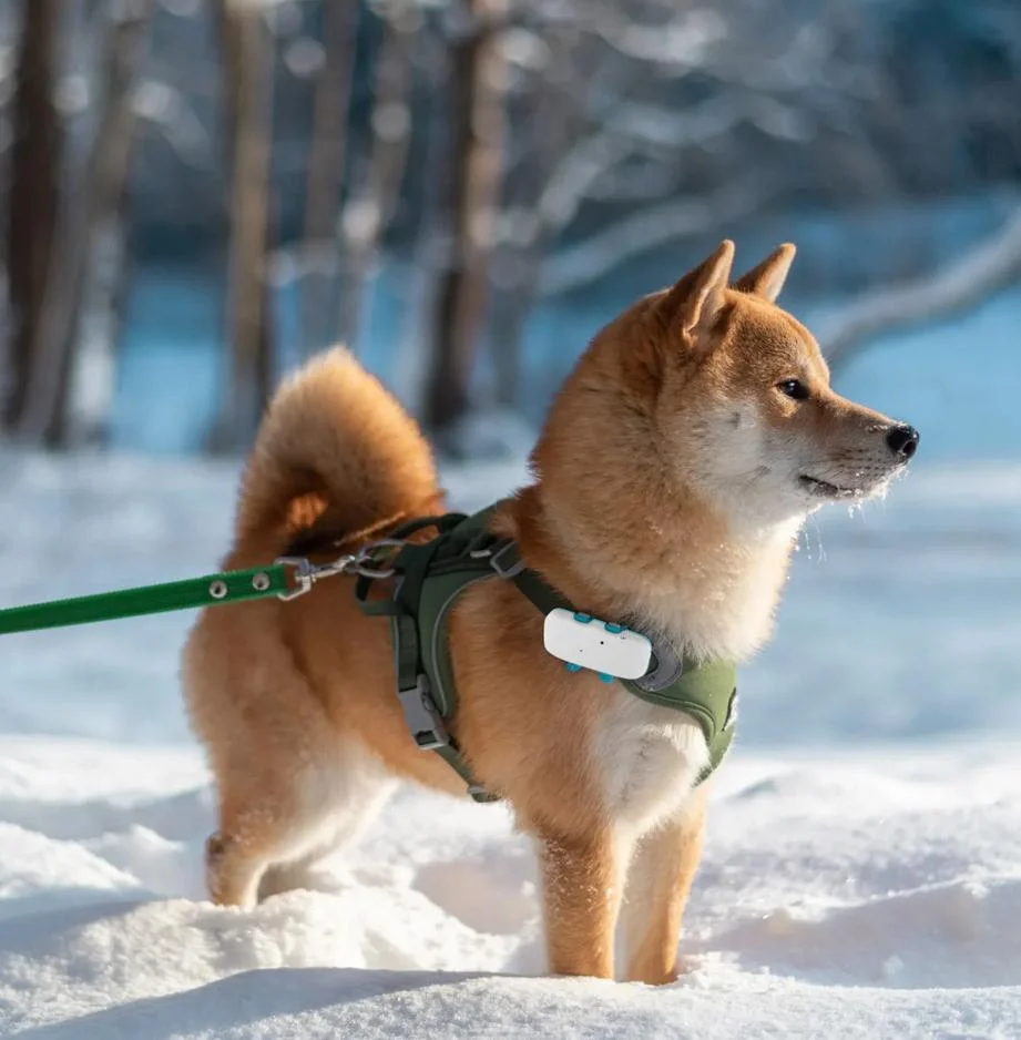 Lokalizator GPS dla zwierząt Mking MK032 - podsumowanie cech, funkcji i możliwości urządzenia: