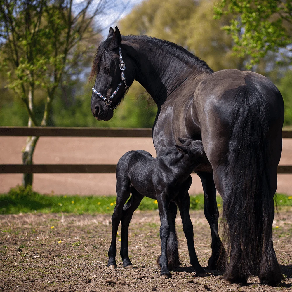 Solarna Kamera Zewnętrzna GSM LTE Akumulator ORLLO CAMSIM-2S